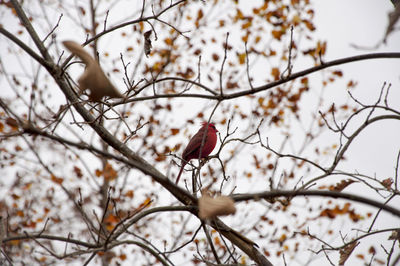 Close-up of bird perching on branch