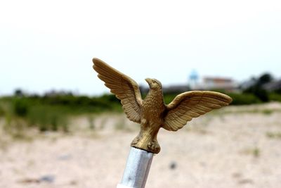 Close-up of a bird on the land