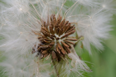 Macro shot of dandelion flower