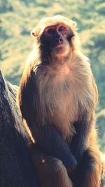 Close-up of gorilla sitting looking away outdoors