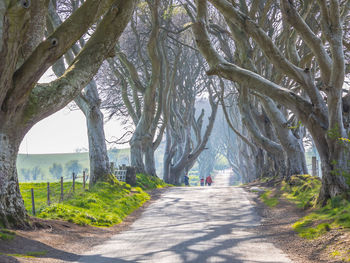 Road amidst trees