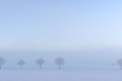Trees on snow covered field against misty sky.