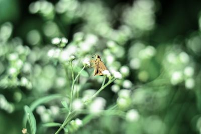 Close-up of insect on plant