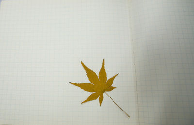 Directly above shot of maple leaf on wall