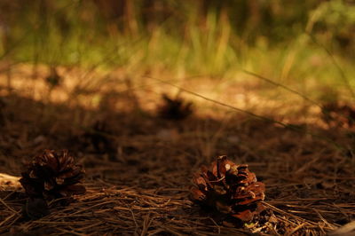 Close-up of dried plant on field