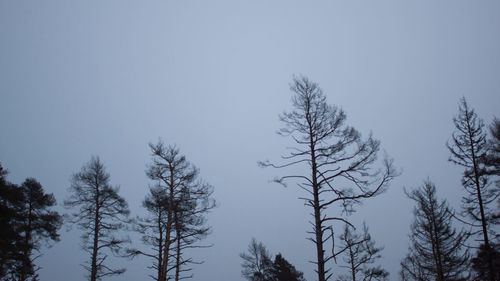 Low angle view of trees against clear sky
