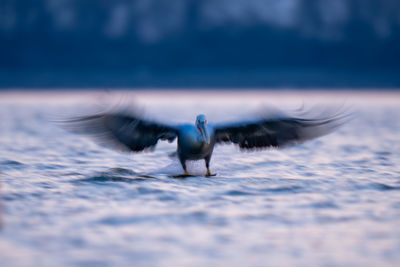 Close-up of bird flying over sea