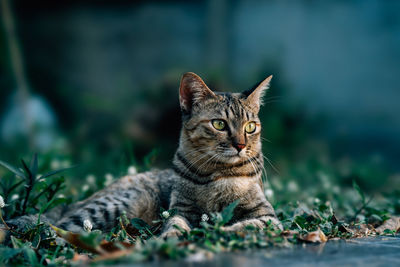 Portrait of a cat on field