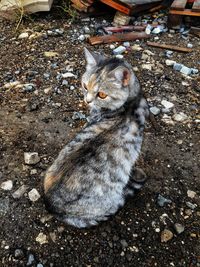 High angle view of cat sitting on pebbles