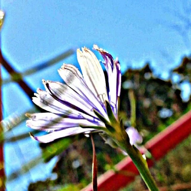 flower, focus on foreground, fragility, close-up, petal, growth, freshness, flower head, low angle view, stem, nature, blue, beauty in nature, plant, selective focus, sky, blooming, day, single flower, no people
