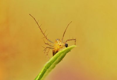 Close-up of insect