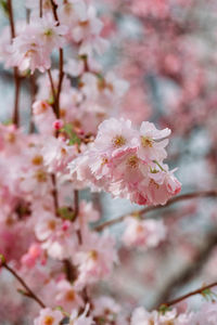 Close-up of pink cherry blossoms in spring