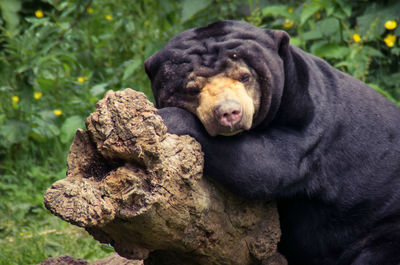 Sun bear relaxing on log at edinburgh zoo