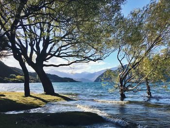 Trees on shore