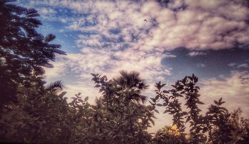 Low angle view of trees against cloudy sky