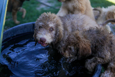 Close-up of dog drinking water