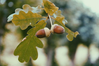 Close-up of acorns on tree during autumn