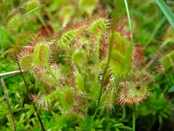 Close-up of carnivorous plant