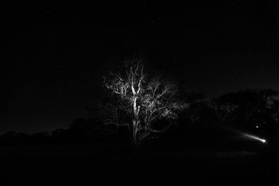 View of illuminated trees at night