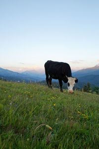 Cow standing on grassy field against clear sky