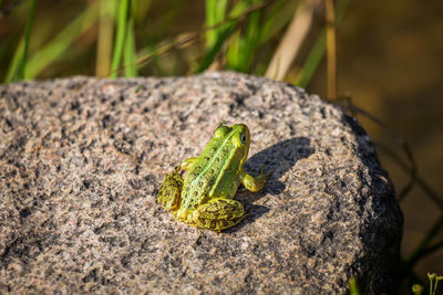 A beautiful common green water frog enjoying sunbathing in a natural habitat at the forest pond. 