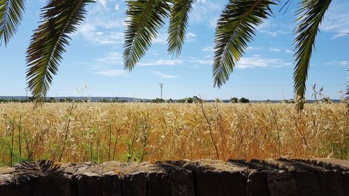 Crops growing on field against sky