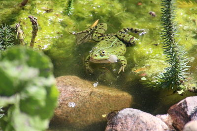 Close-up of frog swimming in water