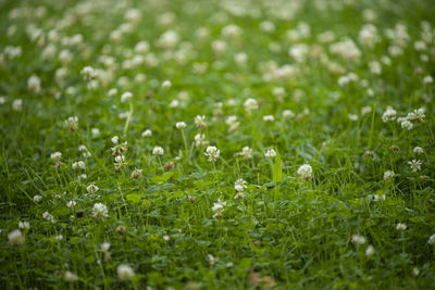 Close-up of white flowers in field