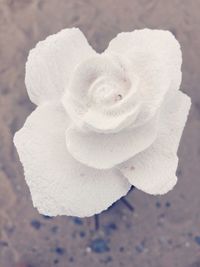 Close-up of white flower