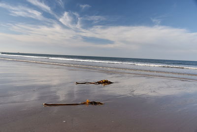 Driftwood on beach against sky