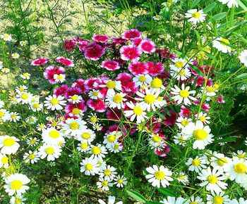 High angle view of pink flowering plants on field