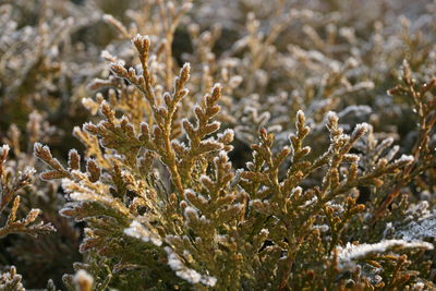 Close-up of plant