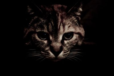Close-up portrait of cat against black background
