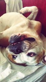 Close-up of dog