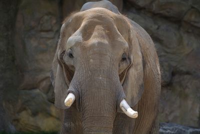 Close up of plant against blurred background