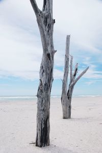 Driftwood on beach against sky