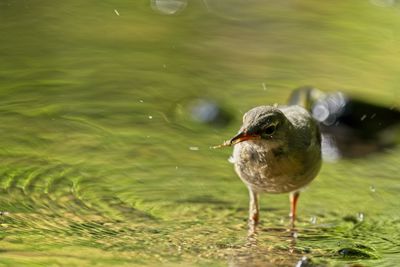 Close-up of wagtail bird in a stream