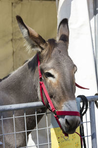 Close-up of a horse