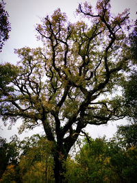 Low angle view of flowering tree against sky