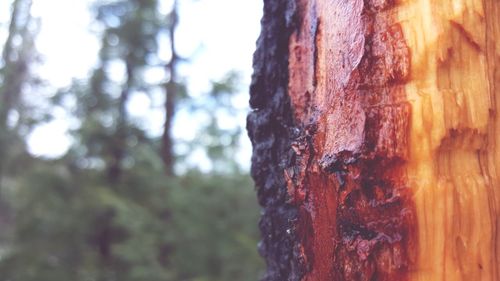 Close-up of tree trunk in forest