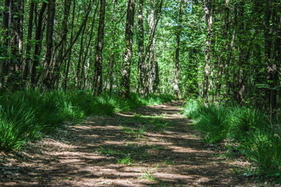 Footpath amidst trees in forest