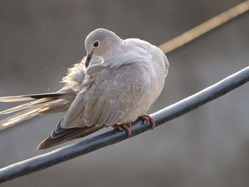 Close-up of bird perching on branch