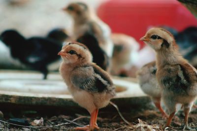 Close-up of young birds