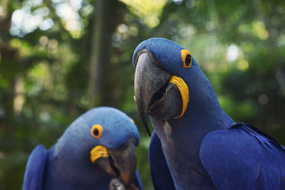 Close-up of parrot perching