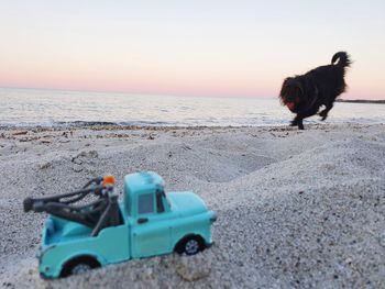 View of a horse on the beach