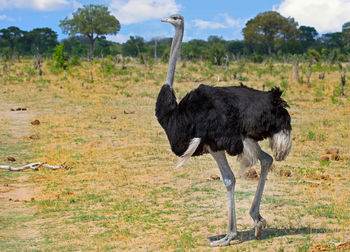 Ostrich on field