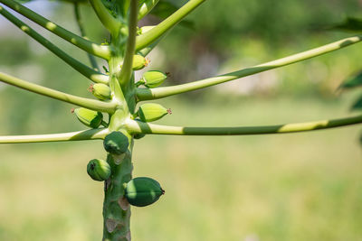 Close-up of plant growing on tree