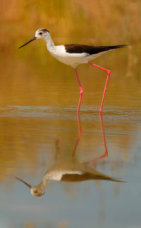 Side view of a bird in water