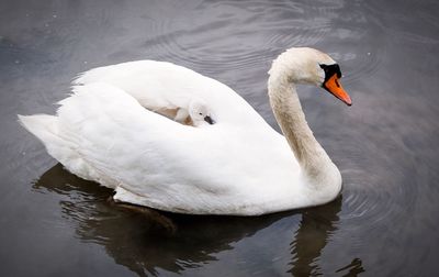 Close-up of swan swimming in lake