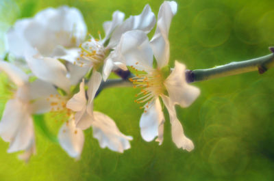 Close-up of white flowers in park